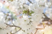 White Spring Blossoms 03 Fine Art Print