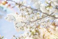 White Spring Blossoms 04 Fine Art Print