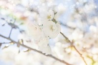 White Spring Blossoms 05 Fine Art Print