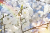 White Spring Blossoms 07 Fine Art Print