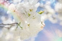 White Spring Blossoms 08 Fine Art Print