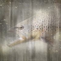 Antique Wildlife Brown Trout Fine Art Print
