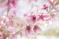 Cherry Pops 01 Fine Art Print