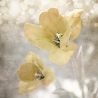 Yellow Tulip 03 Fine Art Print