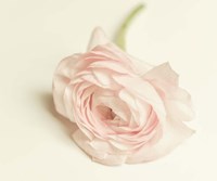 Peony A1 Fine Art Print