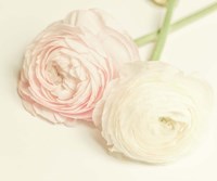 Peony A3 Fine Art Print