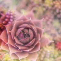 Succulents 02 Fine Art Print