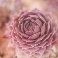 Succulents 03 Fine Art Print
