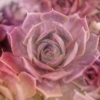 Succulents 04 Fine Art Print