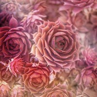 Succulents 06 Fine Art Print