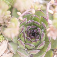 Succulents 08 Fine Art Print