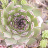 Succulents 09 Fine Art Print