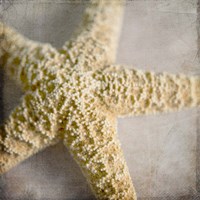 Under the Sea 03 Fine Art Print