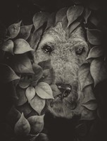Airedale Fine Art Print