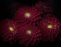 Dahlia Fine Art Print