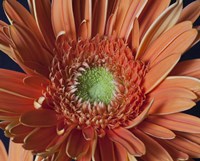 Gerber Daisy Close-Up Fine Art Print
