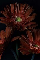 Gerber Daisy Fine Art Print