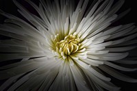 Mum Burst Fine Art Print