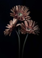 Orange Gerber Daisy Fine Art Print