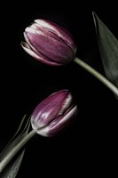 Two Tulips Fine Art Print