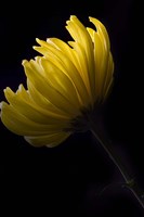 Yellow Mum Fine Art Print