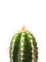 Cactus Fine Art Print