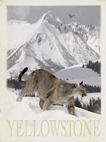 Mountain Lion Fine Art Print