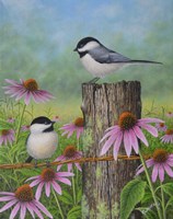 Chickadees and Coneflowers Fine Art Print