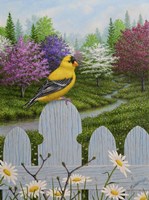 Goldfinch and Daisies Fine Art Print