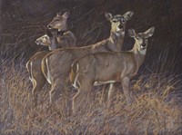 The Pack Fine Art Print