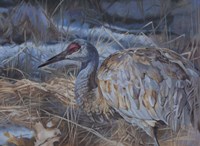 Big Bird Fine Art Print