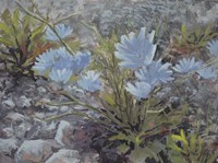 Chickory Fine Art Print
