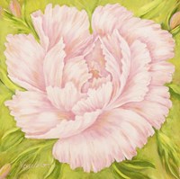 Pink Peony Fine Art Print