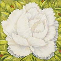 White Peony Fine Art Print