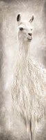 Lulu the Llama Fine Art Print