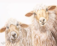 Ba Ba White Sheep Fine Art Print