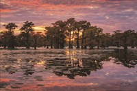 Sundown in the Swamps Fine Art Print