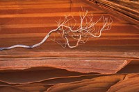 Coyote Buttes III Fine Art Print