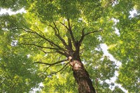 Hardwood Forest Canopy V Fine Art Print