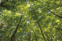 Hardwood Forest Canopy IV Fine Art Print