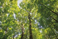 Hardwood Forest Canopy III Fine Art Print