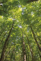 Hardwood Forest Canopy II Fine Art Print