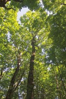 Hardwood Forest Canopy I Fine Art Print