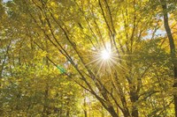 Autumn Foliage Sunburst V Fine Art Print