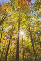 Autumn Foliage Sunburst III Framed Print