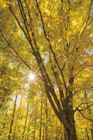 Autumn Foliage Sunburst II Fine Art Print
