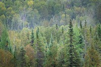 Superior National Forest II Fine Art Print