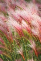 Foxtail Barley V Fine Art Print