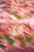 Foxtail Barley IV Fine Art Print