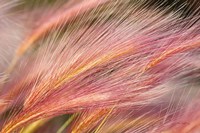 Foxtail Barley III Fine Art Print